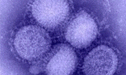Novel influenza A (H1N1) virus.