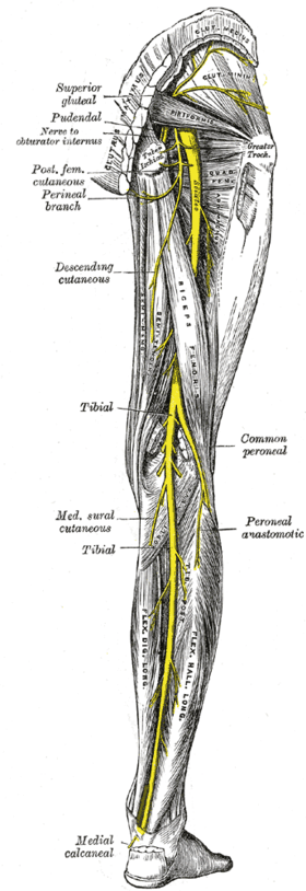 Gluteal muscles - Wikipedia