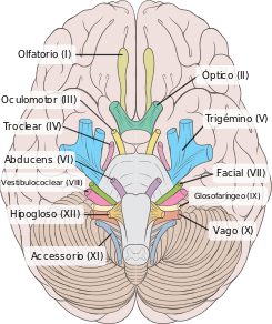 origen del nervio olfatorio