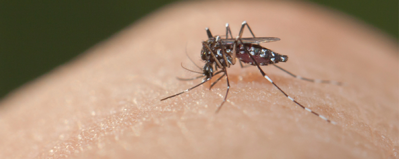 Zika virus is spread through mosquito bites