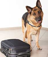 Dog standing in front of a suitcase. 