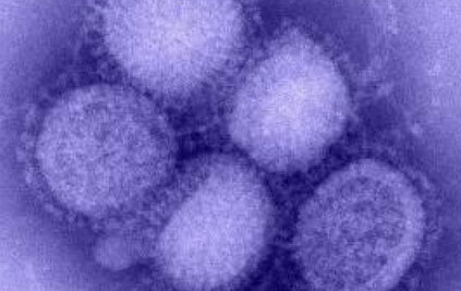  Novel influenza A (H1N1) virus