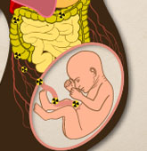 Ilustración de embarazo