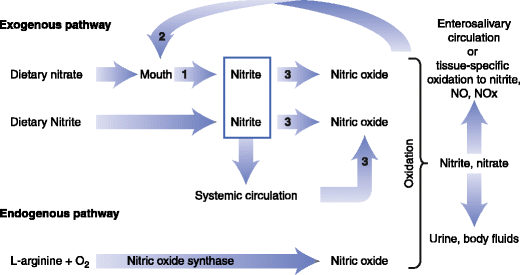 Figure 3. A schematic diagram of the physiologic disposition of nitrate, nitrite, and nitric oxide (NO) from exogenous (dietary) and endogenous sources. The action of bacterial nitrate reductases on the tongue and mammalian enzymes that have nitrate reductase activity in tissues are noted by the number 1. Bacterial nitrate reductases are noted by the number 2. Mammalian enzymes with nitrite reductase activity are noted by the number 3 [Adapted from Hord et al. 2009].