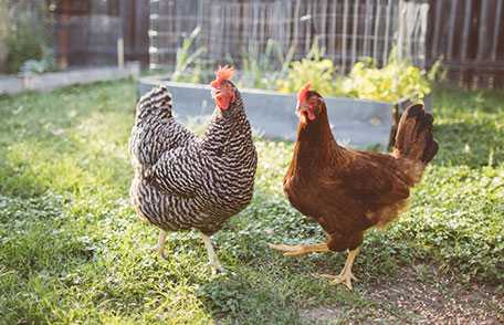 Keeping Backyard Poultry