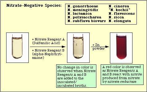 Reaction Observed with Nitrate-Negative Species