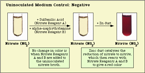 Reaction Observed with Uninoculated Nitrate Medium
