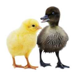 Photo of two poultry chicks.