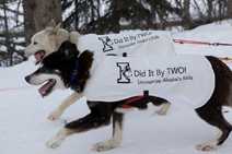 Race dogs with shirts promoting immunization during the ceremonial beginning of the Iditarod race. Photo courtesy Doreen Stangel, State of Alaska Immunization Program.