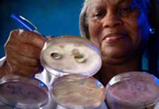  CDC lab technician making  notations on culture plates that grew Fusarium fungal colonies from a pair of contact lens. The contact lenses are still visible on the plate