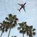 Photo: Airplane flying over palm trees