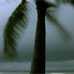 Photo: Palm tree in a storm