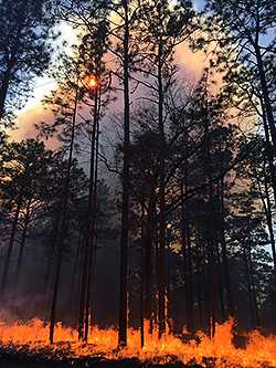 Forest fire in a longleaf pine forest