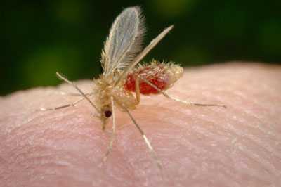 A closeup image of a sand fly drinking with blood clearly visible in the abdomen.