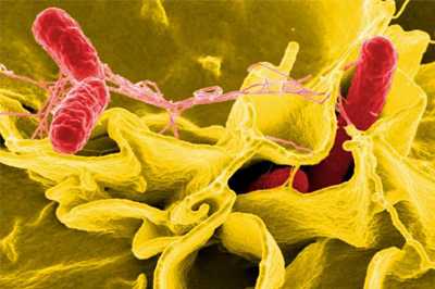 A digitally-colorized scanning electron micrograph depicts a number of red pill-shaped Salmonella sp. bacteria, as they were in the process of invading a mustard-colored ruffled immune cell.