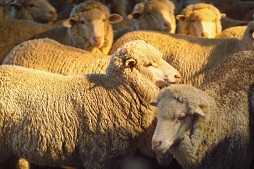 Flock of merino sheep in setting sun