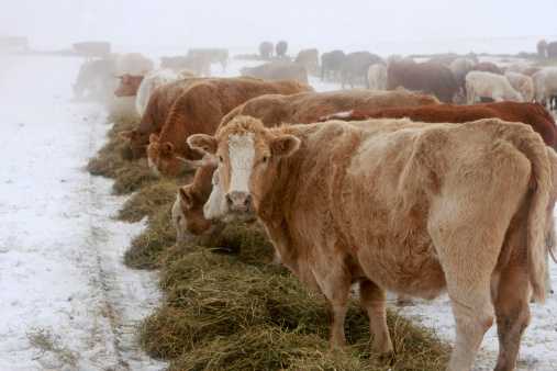 Cows eating in a snowy field