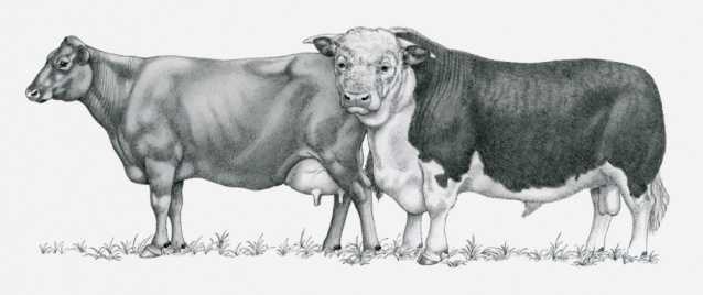 Black and white illustration of Durham cows