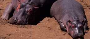 sick hippos in Zambia laying in the soil