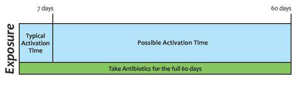 timeline graphic to illustrate that anthrax spores can activate up to 60 days after exposure 