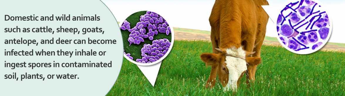 Slideshow image 2: Domestic and wild animals such as cattle, sheep, goats, antelope, and deer can become infected when they inhale or ingest spores in contaminated soil, plants, or water.