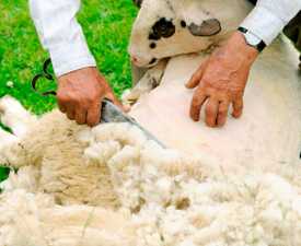 sheep bearing sheared for it's wool