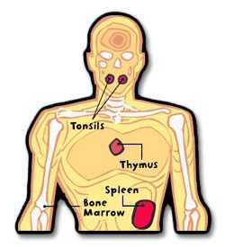 Body diagram illustration showing tonsils, thymus, spleen and bone marrow
