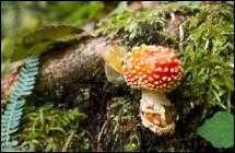 Photo of death cap mushroom