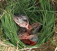 Fish heads in a grass-lined hole in the ground