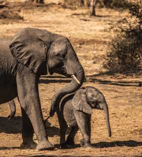 Photo: Adult and baby elephant