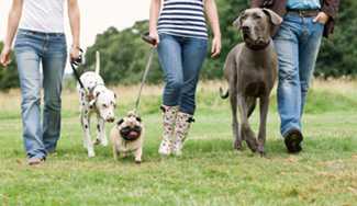 group of people walking dogs