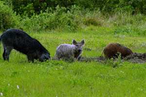 image of wild hogs