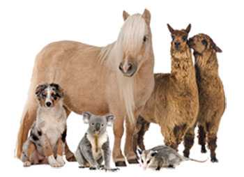 Animals: dog, horse, alpacas, koala bear, and opposum.