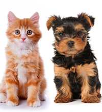 Cute kitty and puppy