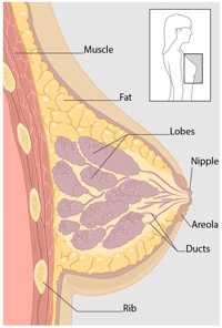 A diagram of the cross-section view of the breast, showing the parts of the breast.