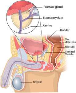 A diagram showing the location of the prostate.