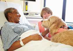 therapy dog with patient and handler