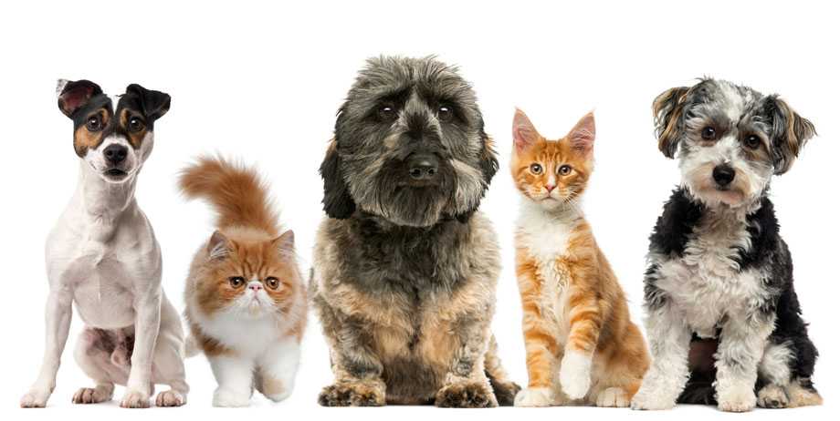 images of cats and dogs