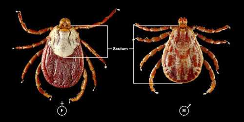 Image of a male and female rocky mountain wood tick