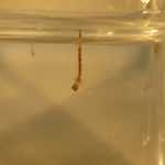 Aedes aegypti single larva