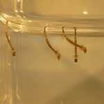 Aedes aegypti, multiple larvae