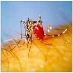 Aedes aegypti Adult Mosquito taking a blood meal