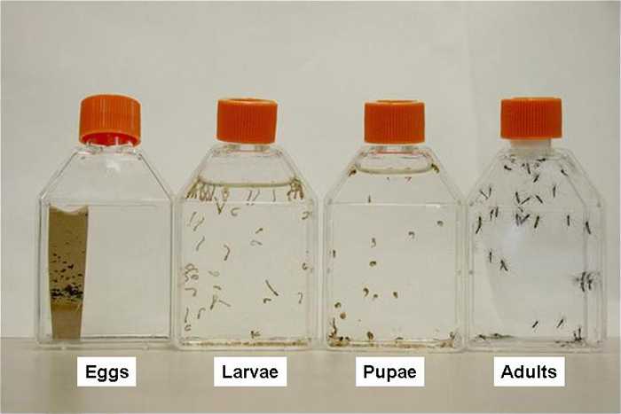 Life cycle of mosquitos in jars
