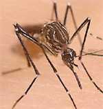 A Aedes aegypti mosquito