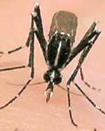 A Aedes albopictus mosquito