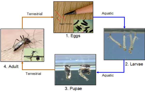 Life cycle of mosquitos in a diagram