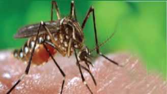 Prevent Illness and Infection of Dengue