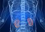 Image of kidneys through an x ray