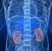 X Ray image of kidneys