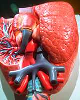 Photo of human heart model